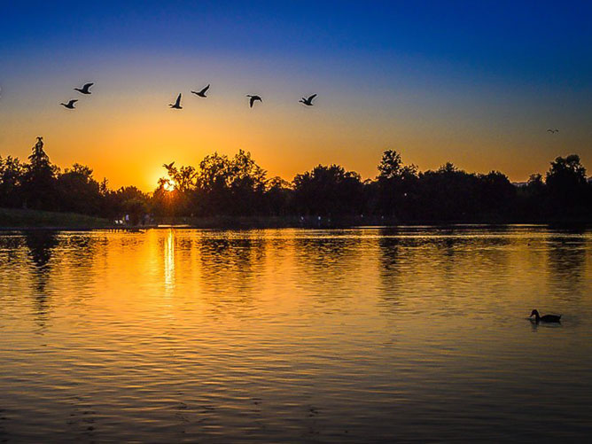 Geese-flying-in-the-sunset