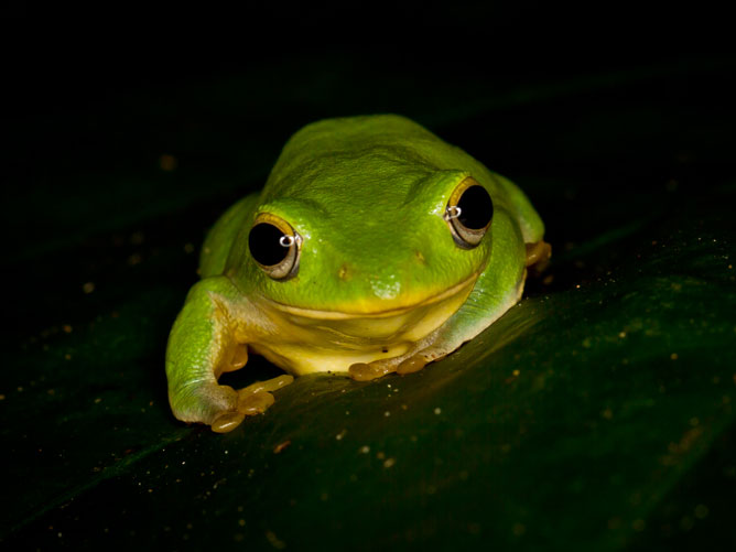 Frog-in-the-dark
