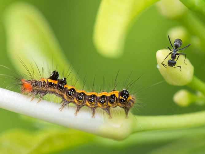 Ant-and-Caterpillar