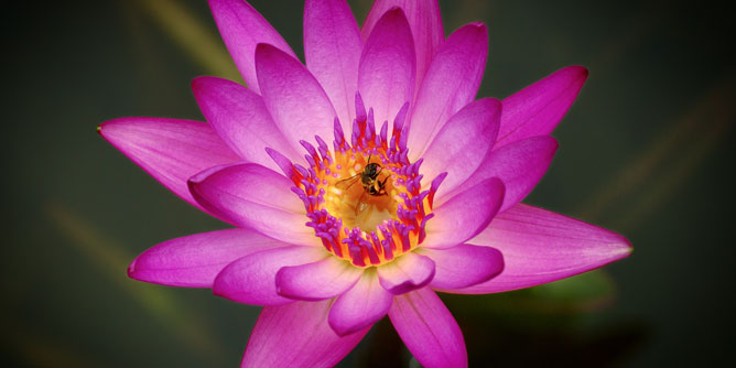 Bee in The Lotus