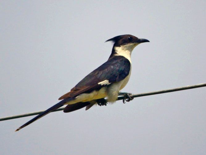 Chataka-Bird-on-a-wire