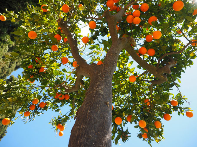 Fruits in the sky