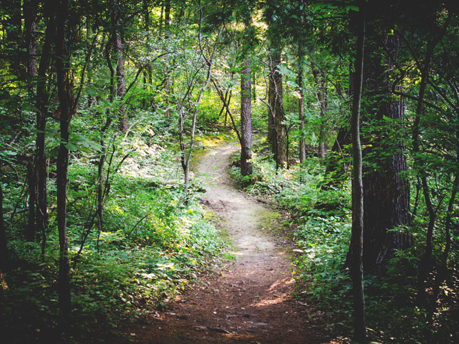 Forest-Path