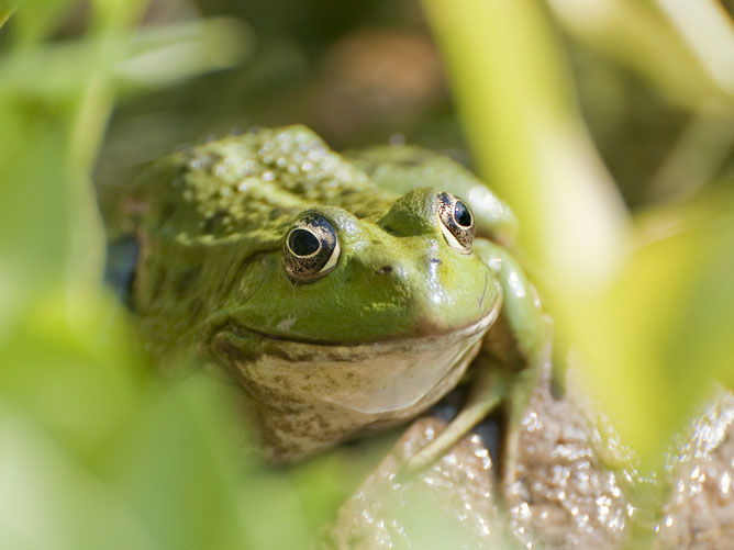 Frog-in-the-grass