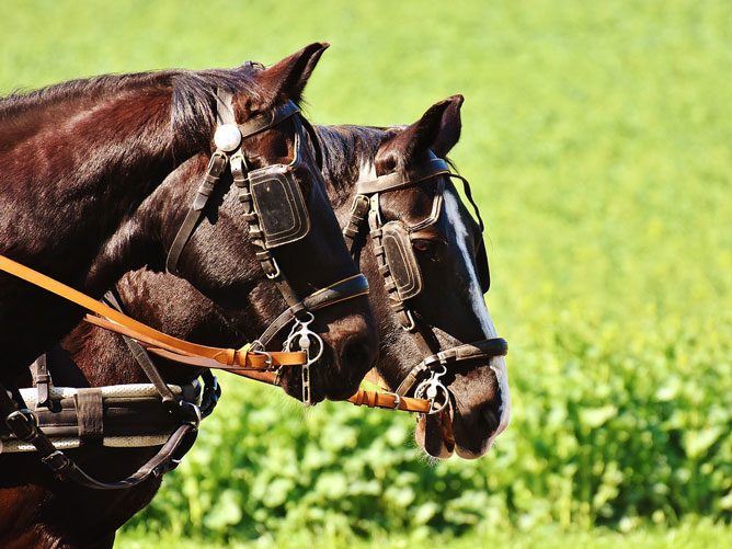 Horses-Reins