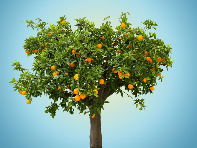 Orange-Tree