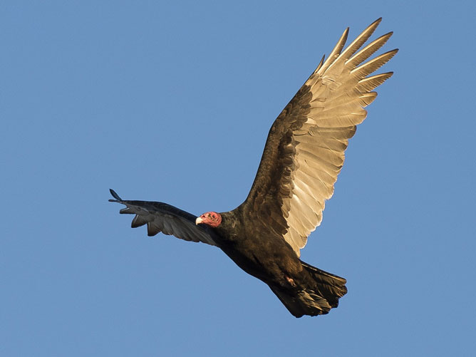 Turkey Vulture